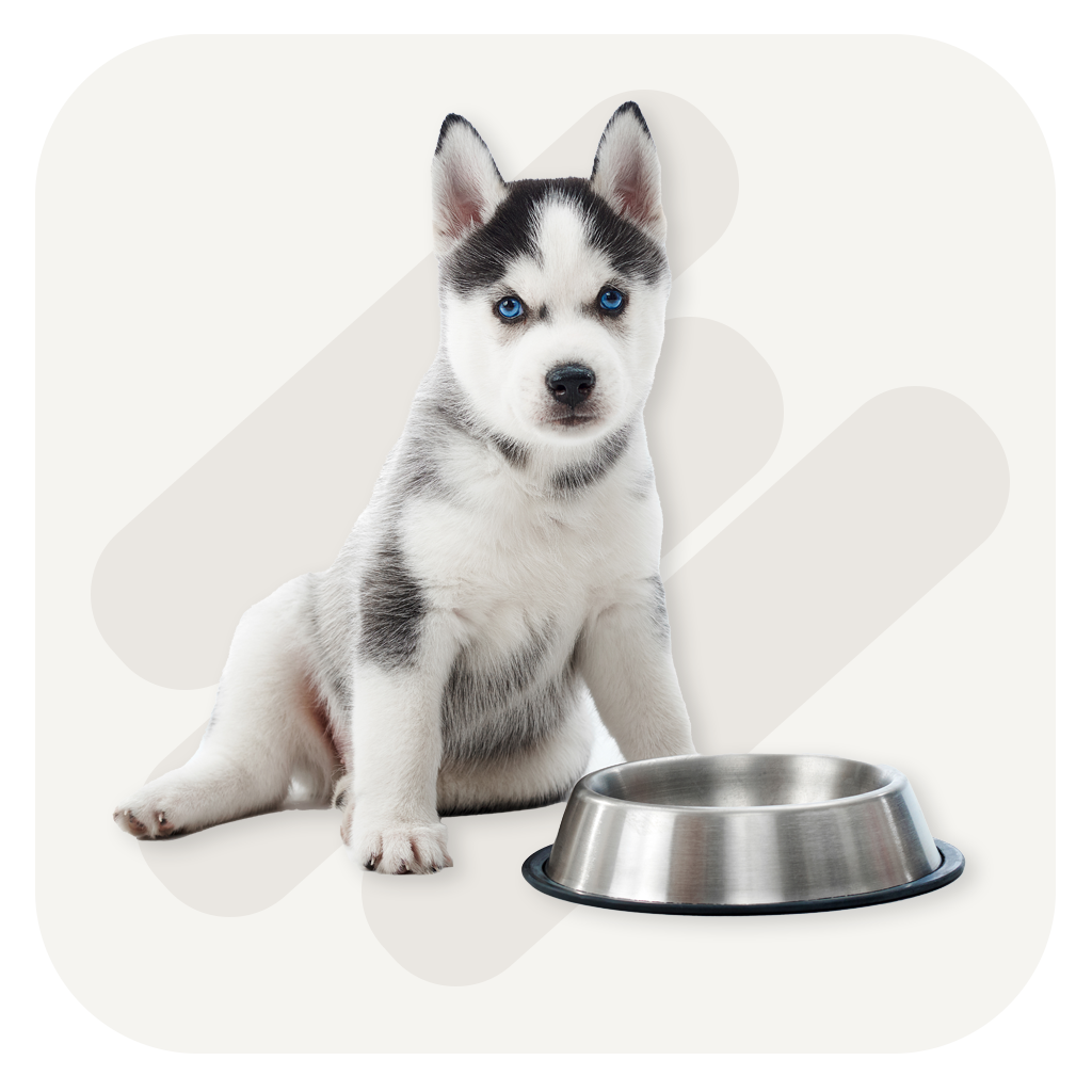 Animal and Pet Supplies